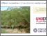 [thumbnail of PowerPoint Presentation]